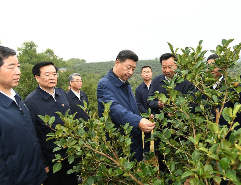  9月16日至18日，中共中央總書記、國家主席、中央軍委主席習近平在河南考察。這是17日上午，習近平來到信陽市光山縣槐店鄉司馬光油茶園，實地察看油茶樹種植和掛果情況。新華社記者 謝環馳 攝